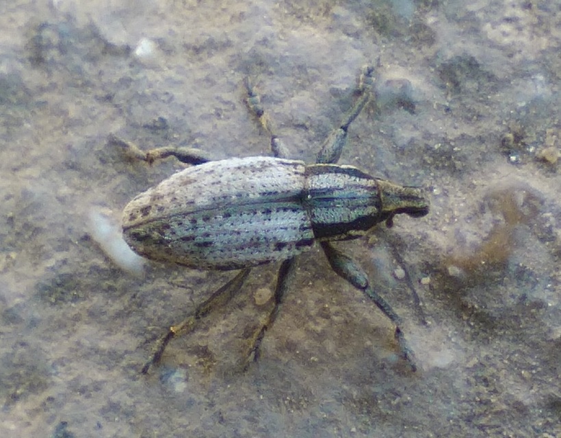 Pseudocleonus cinereus - hamvas barkó
