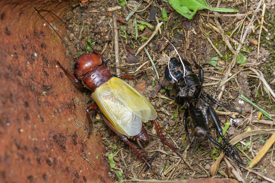 Gryllus campestris - mezei tücsök