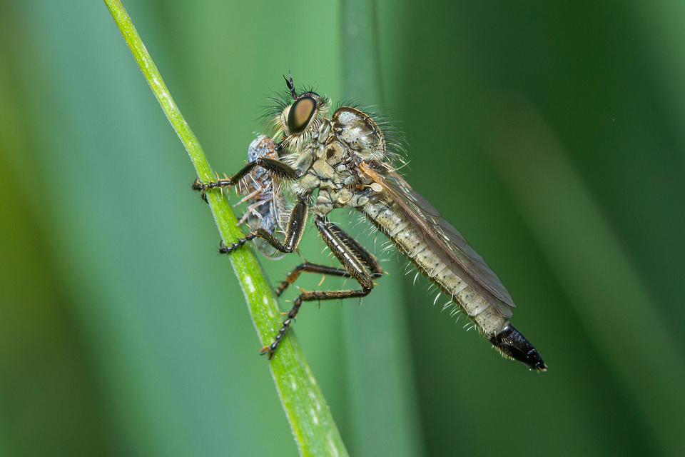 Dysmachus