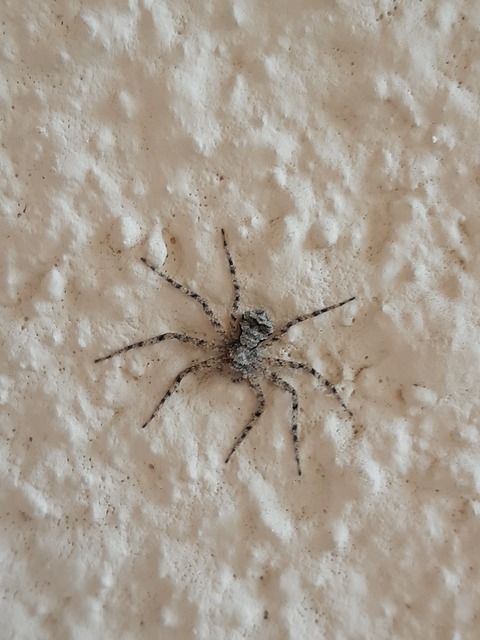 Philodromus poecilus - cifra karolópók