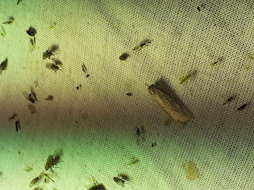 Chilodes maritima - négyfoltos nádibagoly