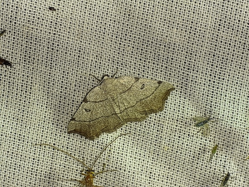 Eilicrinia trinotata - háromjegyű araszoló