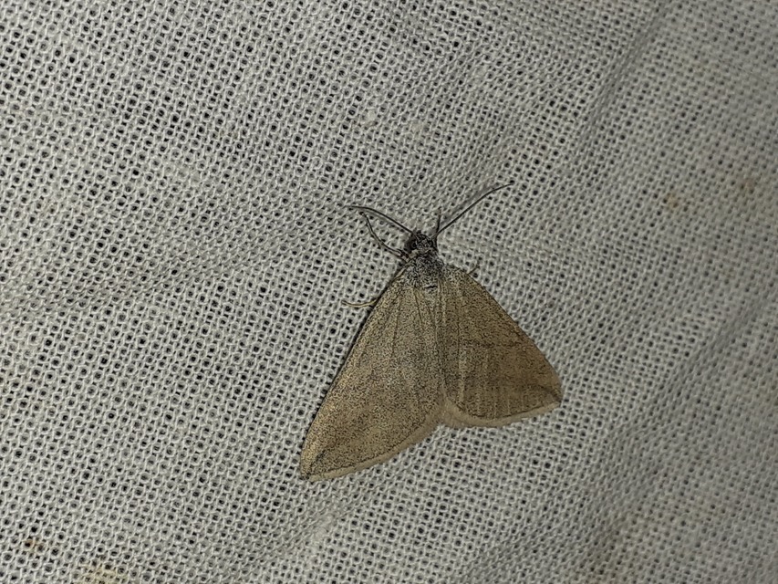 Lithostege griseata - szürke araszoló