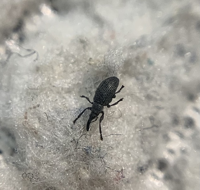 Catapion seniculus - lóhereszár-cickányormányos Catapion seniculus - lóhereszár-cickányormányos