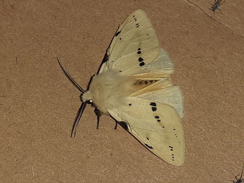 Spilarctia lutea - sárgás medvelepke