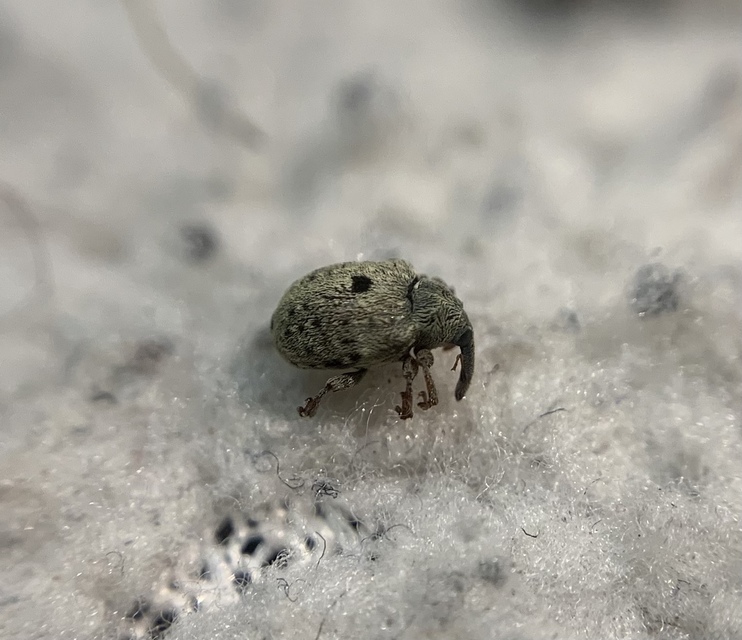 Cionus clairvillei - nyúlánk gömbormányos
