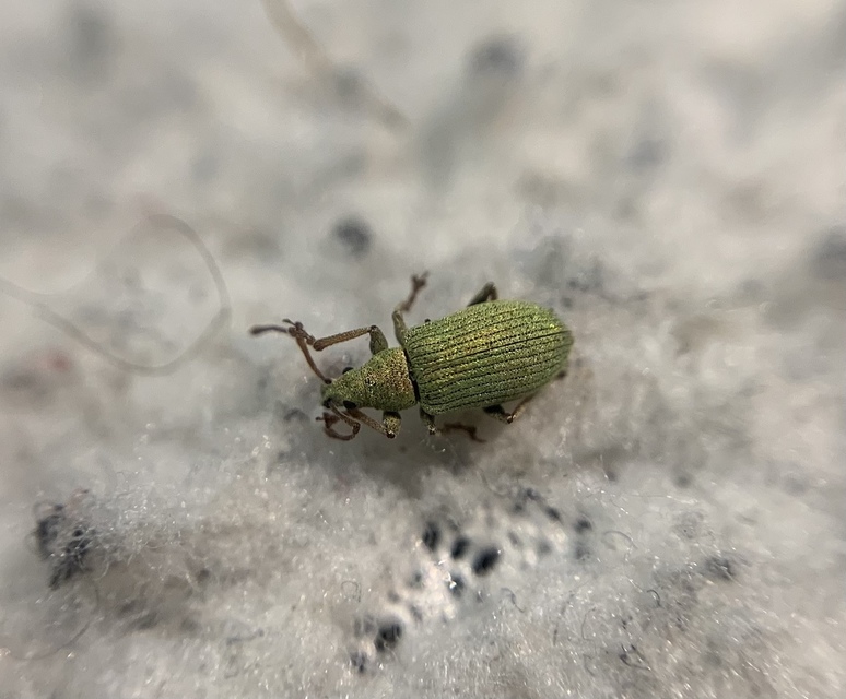 Phyllobius virideaeris - halványzöld levélormányos