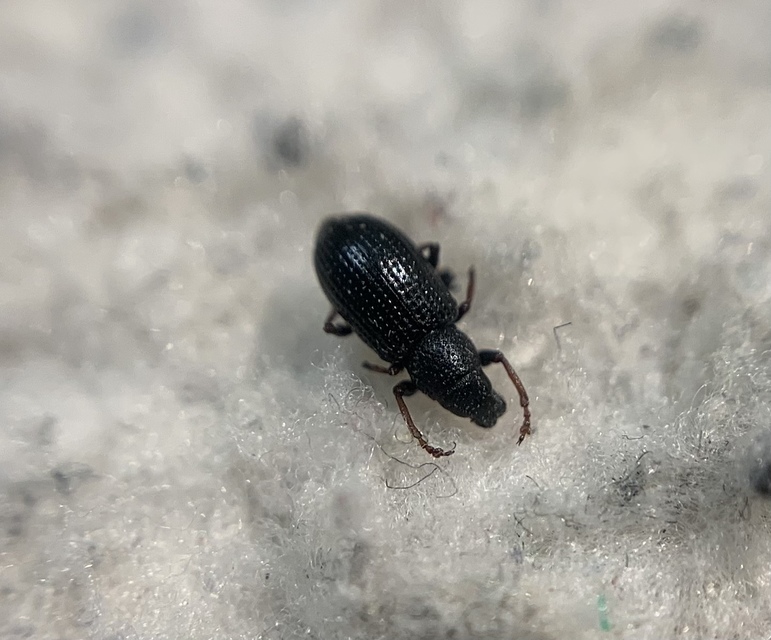 Sitona hispidulus - szőrös csipkézőbogár