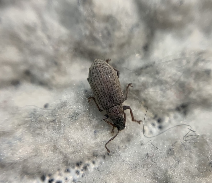 Phyllobius pallidus - tölgy-levélormányos