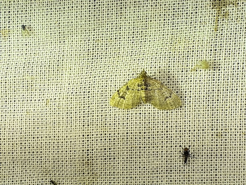 Chloroclystis v-ata - zöldes törpearaszoló