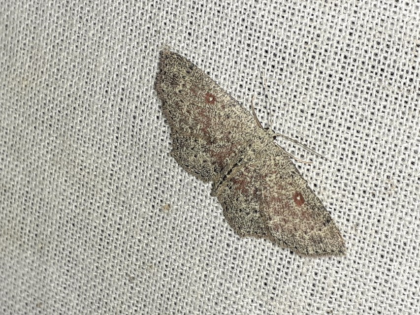 Cyclophora pendularia - fűzfa-pettyesaraszoló