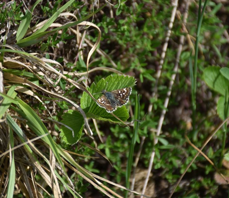 Spialia orbifer - törpe busalepke