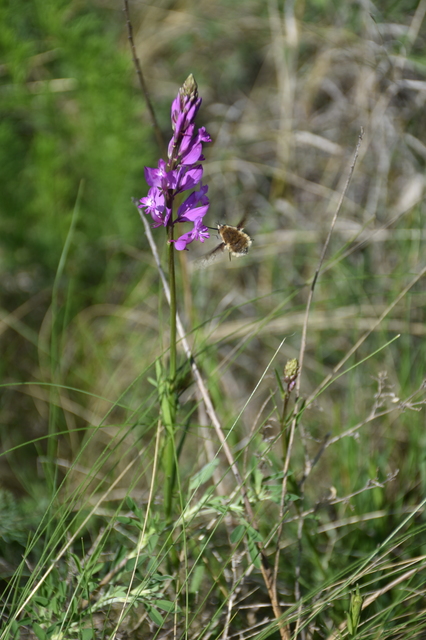 Bombylius