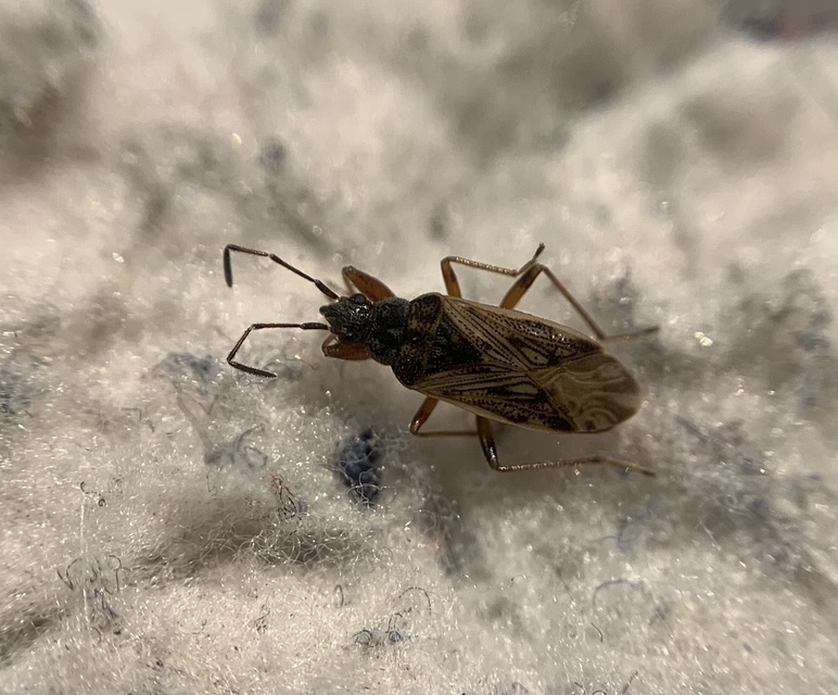 Pachybrachius fracticollis - nyakas bodobács