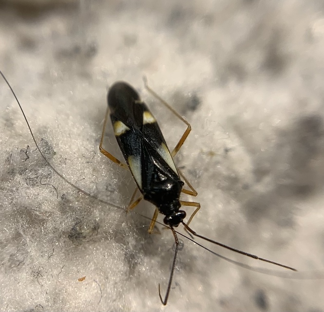 Dryophilocoris flavoquadrimaculatus - sárgafoltos mezeipoloska