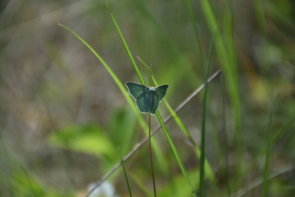 Chlorissa viridata/cloraria