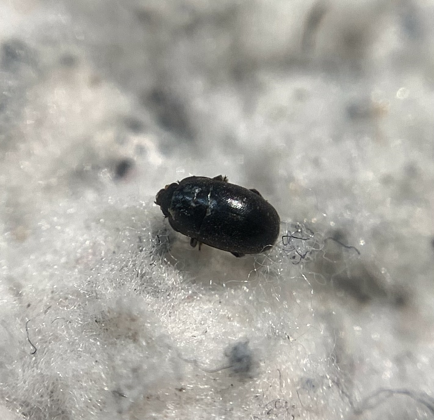Thymogethes acicularis - kakukkfű-fénybogár
