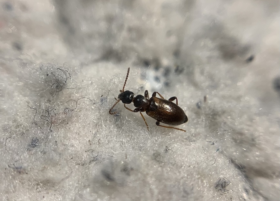 Omonadus formicarius - simanyakú fürgebogár