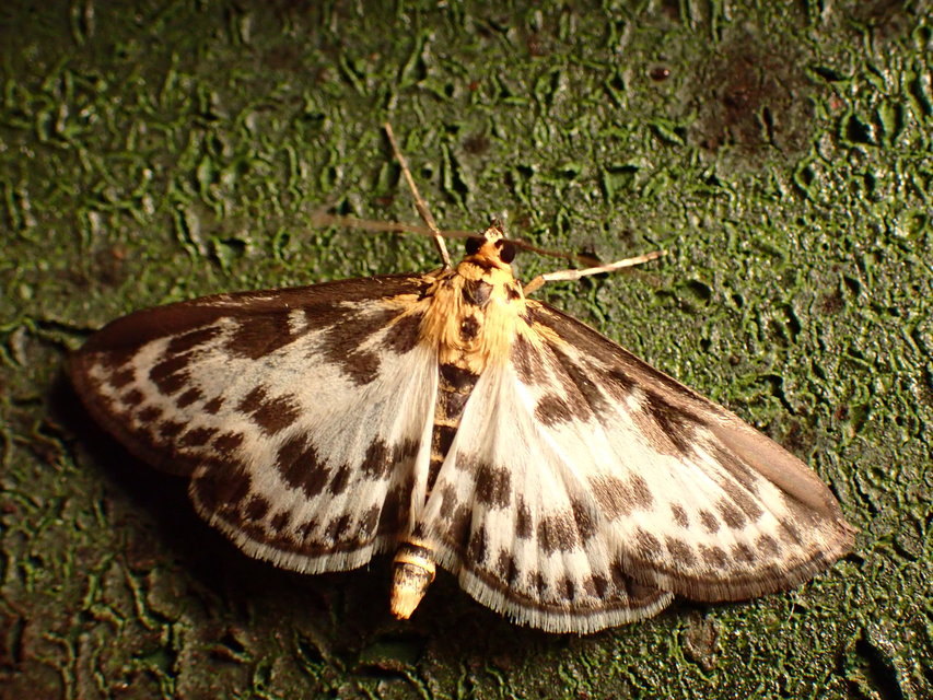 Anania hortulata - tarka csalánmoly