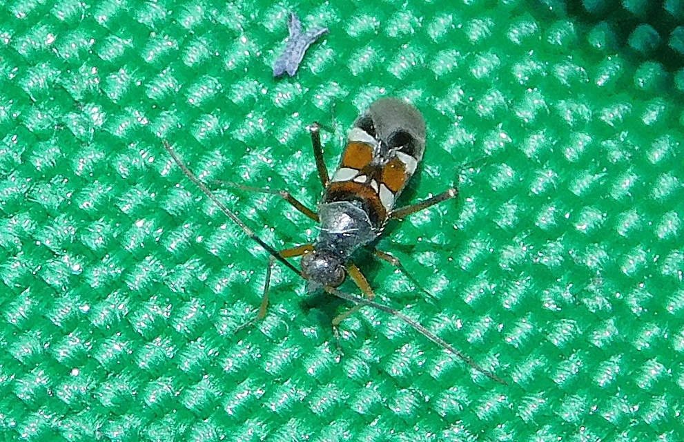 Systellonotus triguttatus - ezüstcsíkos mezeipoloska