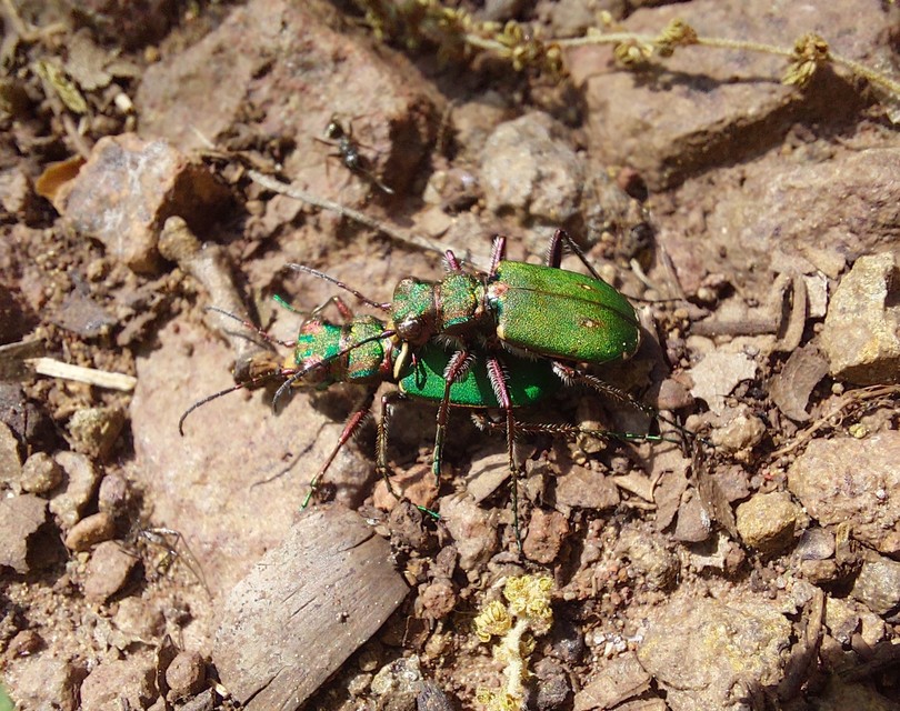 Cicindela campestris - mezei homokfutrinka