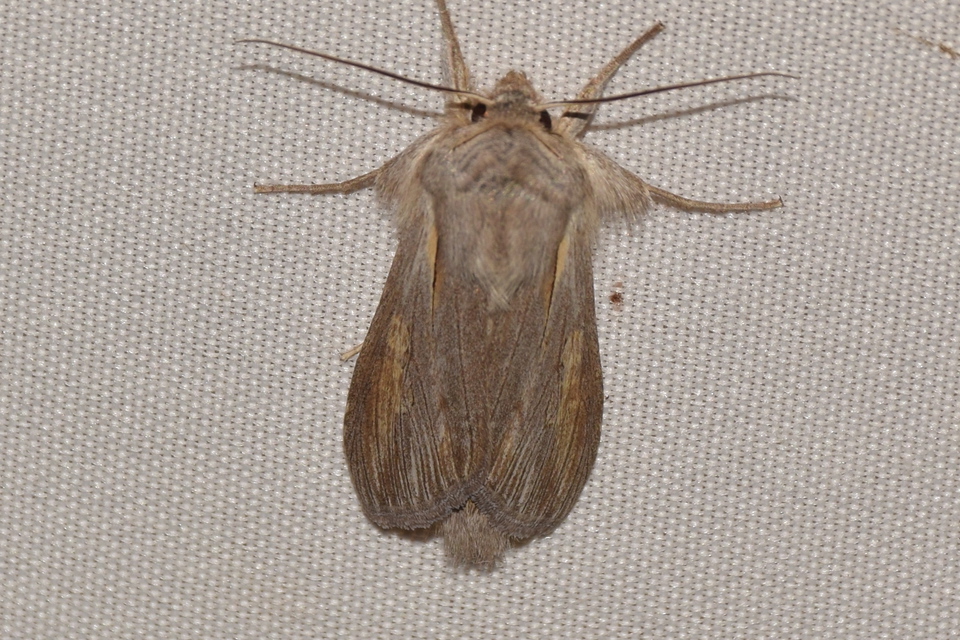 Cucullia balsamitae - homoki csuklyásbagoly
