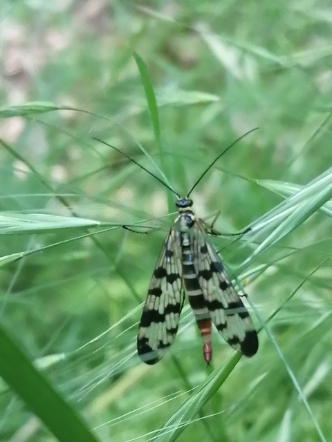 Panorpa vulgaris