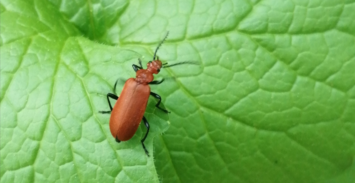 Pyrochroa serraticornis - közép-bíborbogár