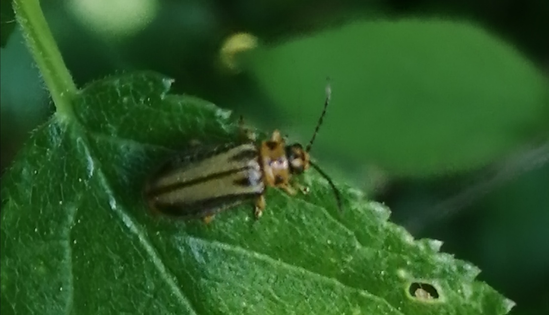 Xanthogalerucella luteola - szilfa-olajosbogár