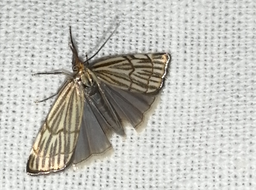 Chrysocramboides craterella - rácsos fűgyökérmoly