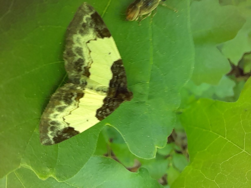 Mesoleuca albicillata - tarka fűzfaaraszoló