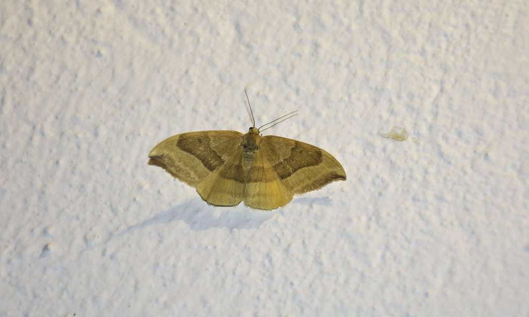 Watsonalla cultraria - bükkfa-sarlósszövő