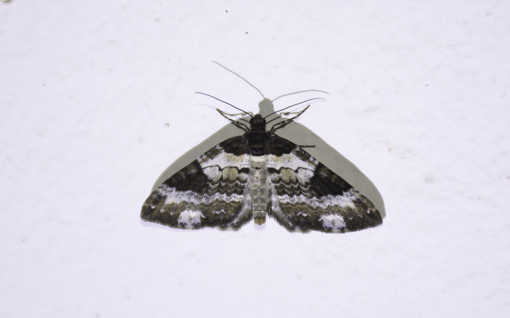 Melanthia procellata - hullámos tarkaaraszoló
