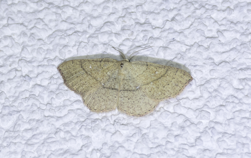 Cyclophora ruficiliaria - vörösrojtú pettyesaraszoló