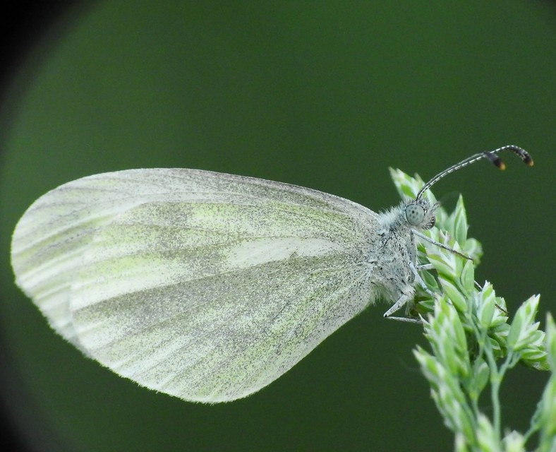 Leptidea sinapis - mustárlepke