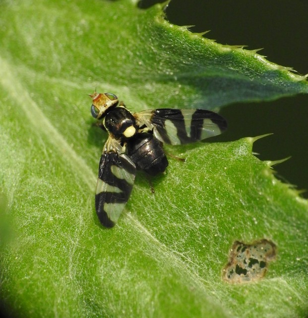 Urophora cardui