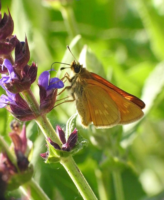 Ochlodes sylvanus - erdei busalepke