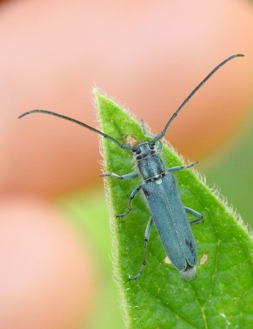 Phytoecia coerulescens - kígyósziszcincér