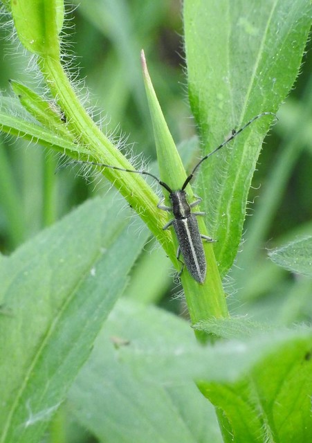 Agapanthia cardui - sávos bogáncscincér