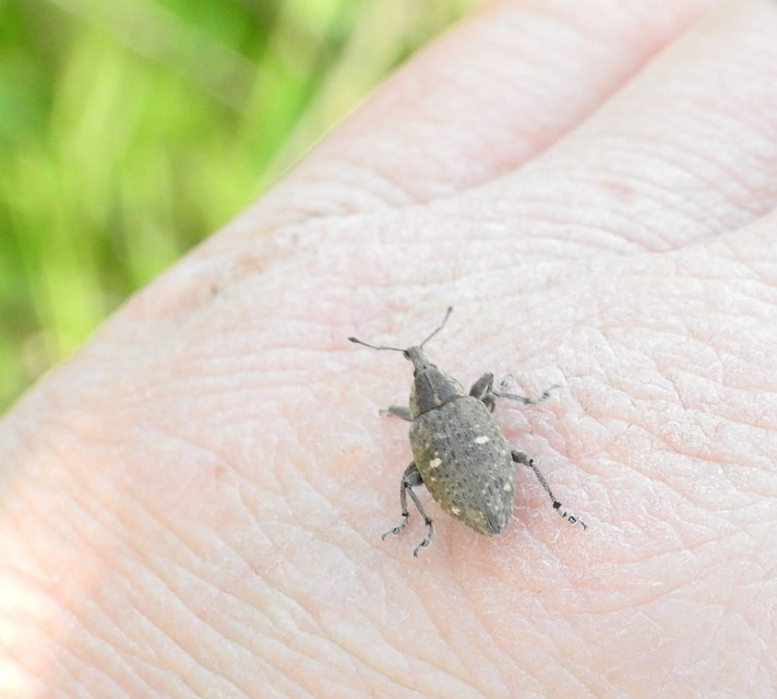 Lepyrus palustris - kétpettyes fűzormányos