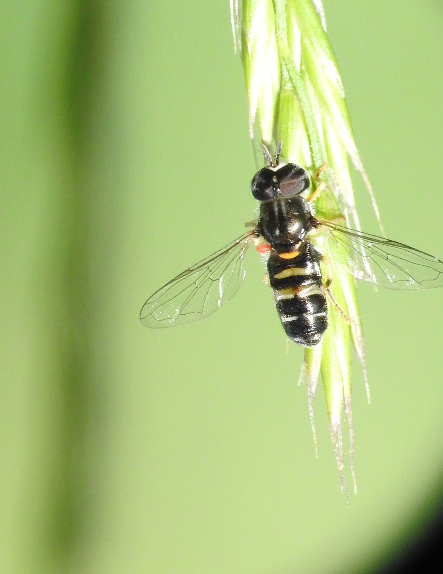 Paragus quadrifasciatus - foltoshátú fenyérzengőlégy
