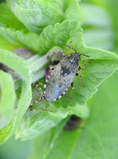 Heteroptera - Poloskák