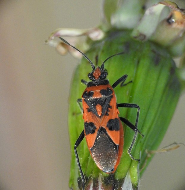 Corizus hyoscyami - piros karimáspoloska