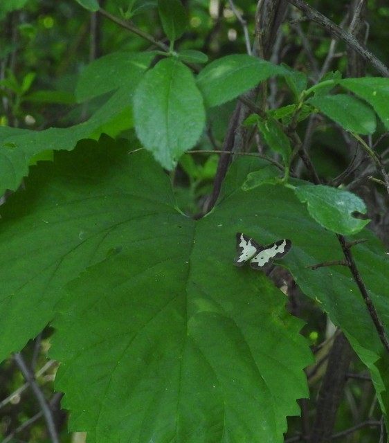 Lomaspilis marginata - szegélyes nyárfaaraszoló