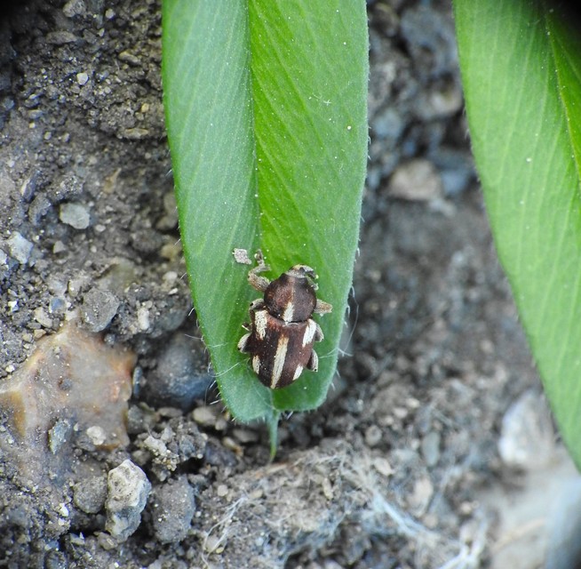 Tychius quinquepunctatus - borsó-tímárormányos