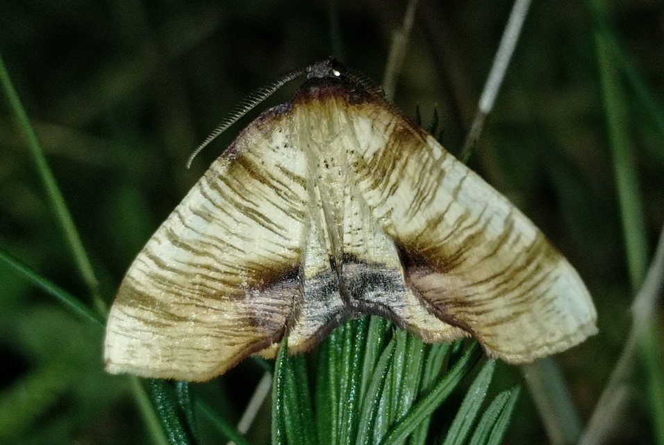 Plagodis dolabraria - baltaszárnyú araszoló
