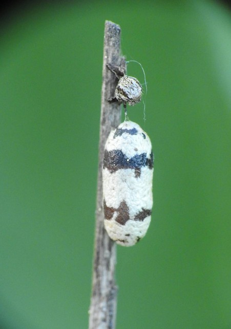 Hymenoptera - Hártyásszárnyúak