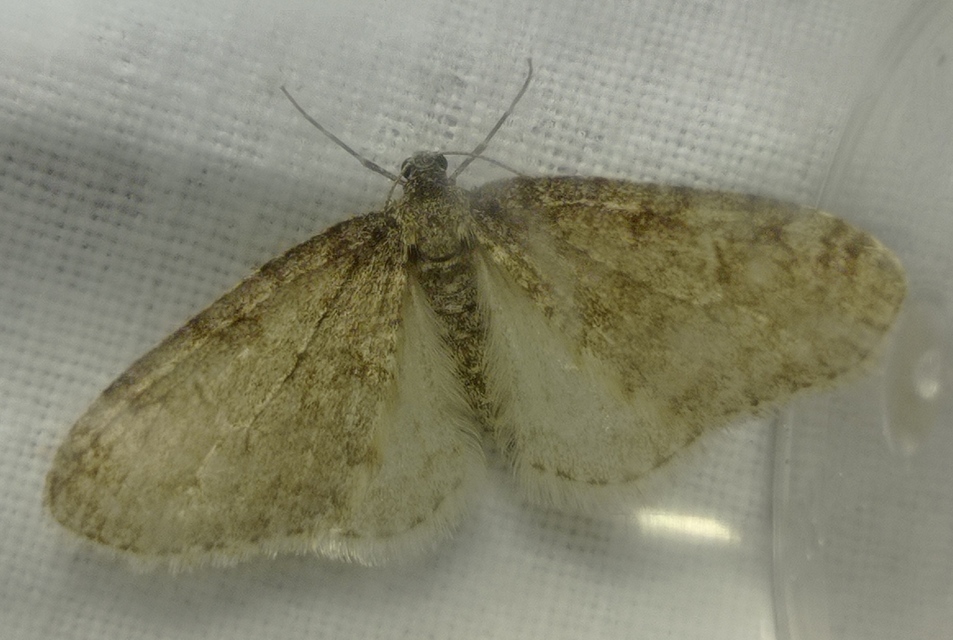 Trichopteryx carpinata - nyárfa-lebenyesaraszoló