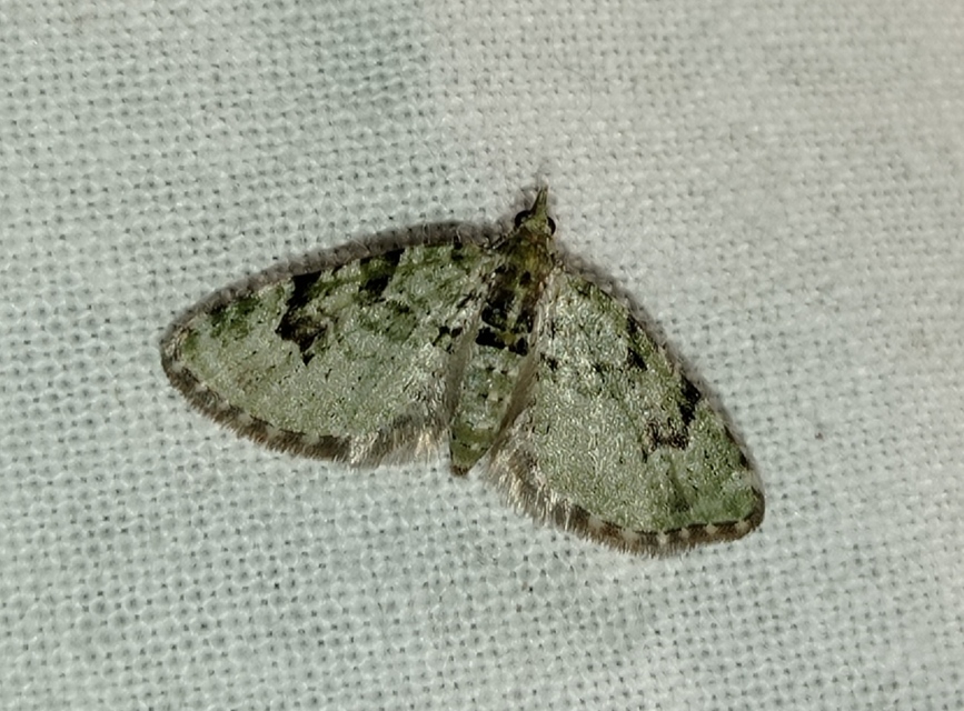 Chloroclystis v-ata - zöldes törpearaszoló