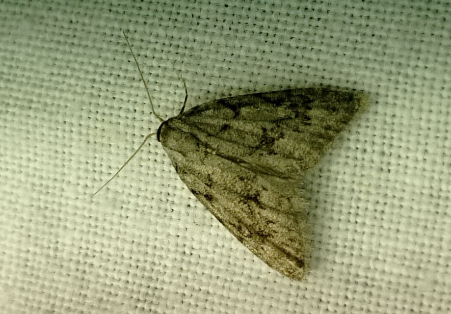 Nola cicatricalis - szürke pamacsosszövő